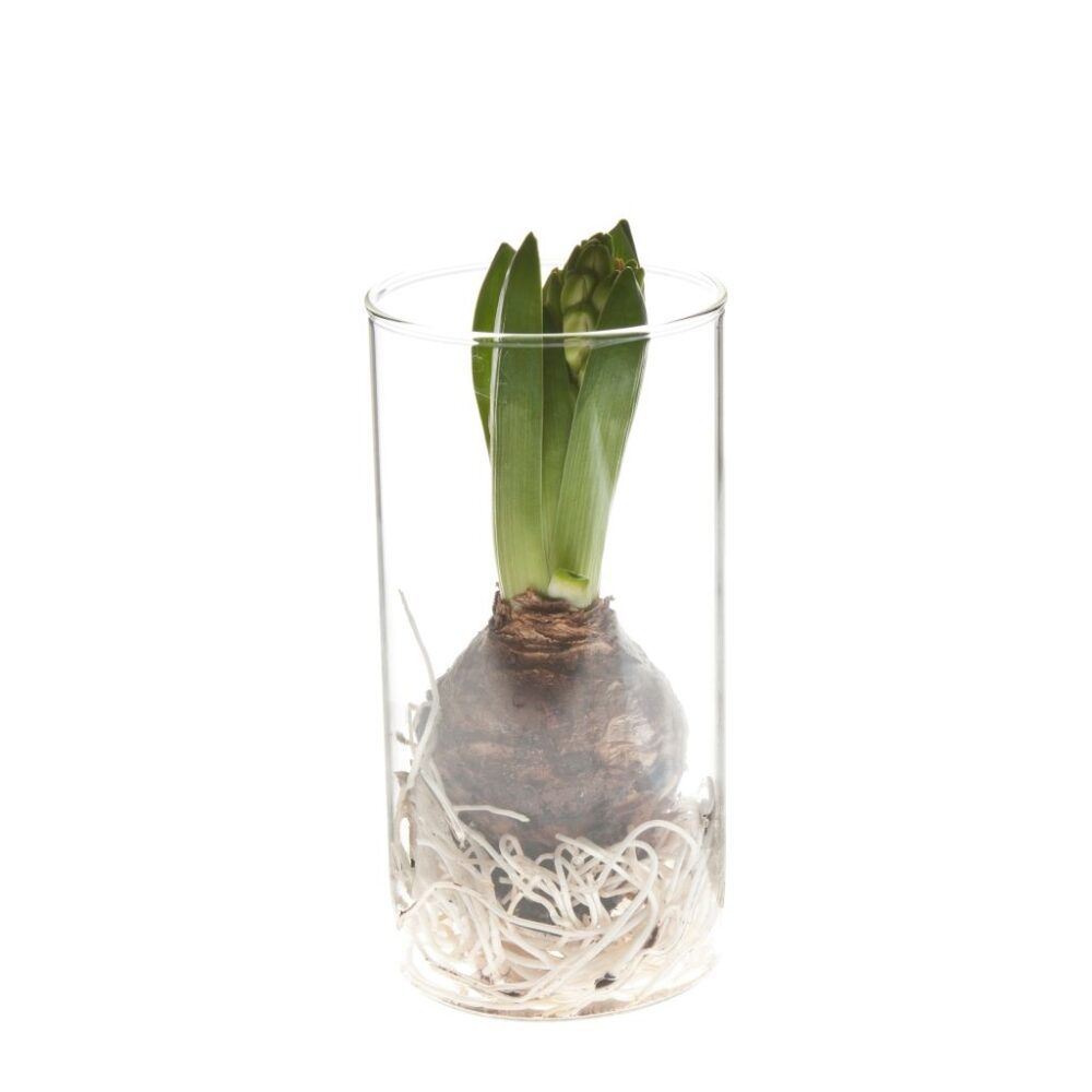 glas-fra-orskov-med-hyacint